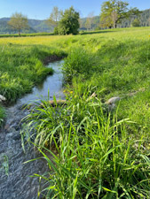 Scherbach
