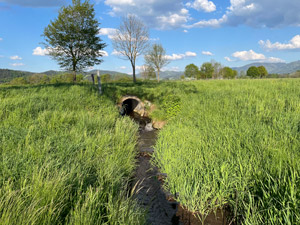 Scherbach