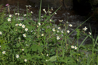 Löffeltal, Löffelbach