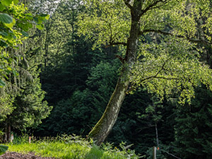 Schlangenkapelle