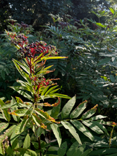 St.Ottilien-Roßkopf