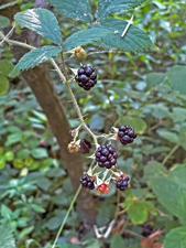 St.Ottilien-Roßkopf