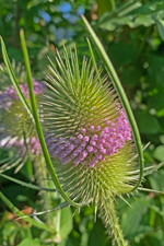 Wilde Karde