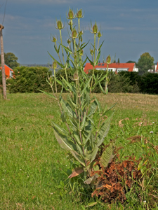 Wilde Karde