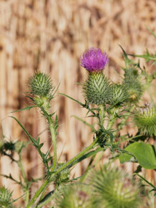 Gewöhnliche Kratzdistel