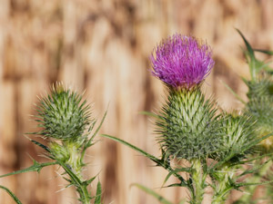 Gewöhnliche Kratzdistel