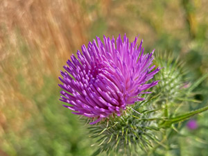 Gewöhnliche Kratzdistel