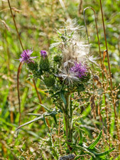 Gewöhnliche Kratzdistel