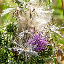 Gewöhnliche Kratzdistel