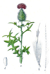 Gewöhnliche Kratzdistel