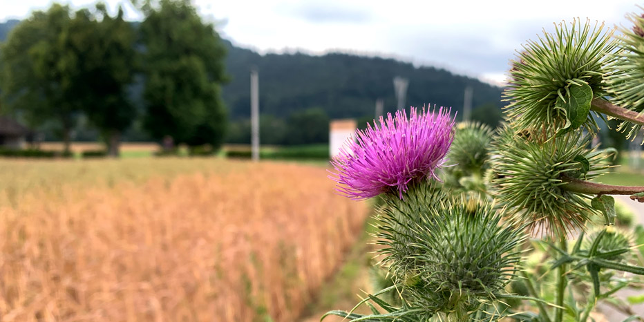 Gewöhnliche Kratzdistel
