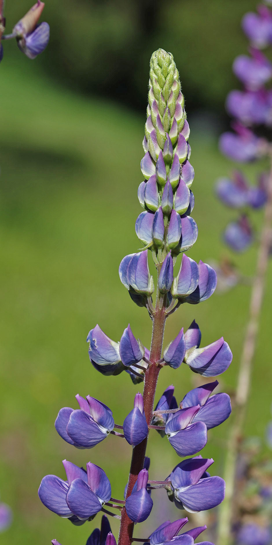 Vielblättrige Lupine