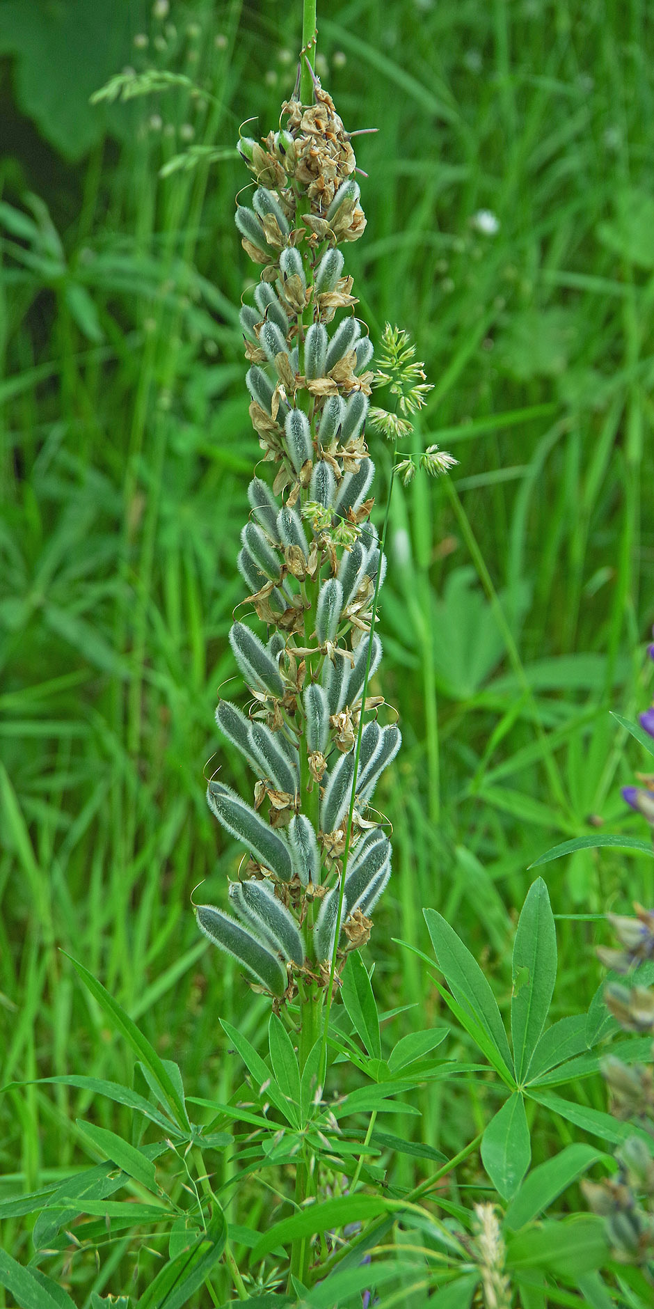 Vielblättrige Lupine