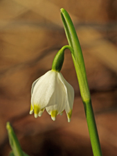 Märzenbecher