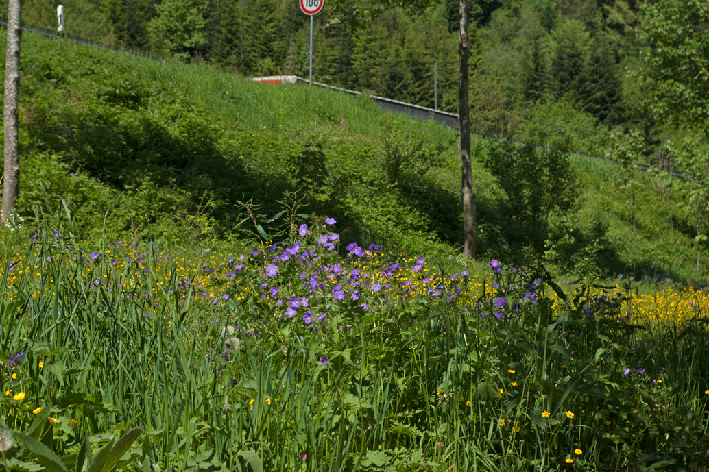 Wald-Storchschnabel