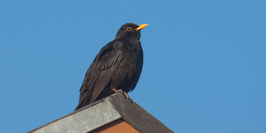 Amsel