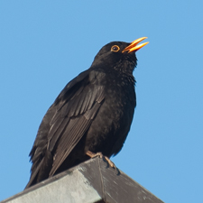 Amsel