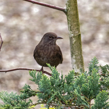 Amsel