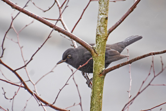 Amsel