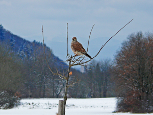 Turmfalke