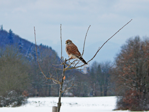 Turmfalke