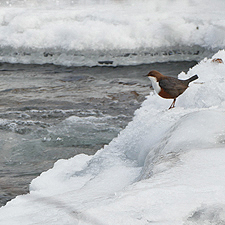 Wasseramsel