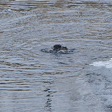 Wasseramsel