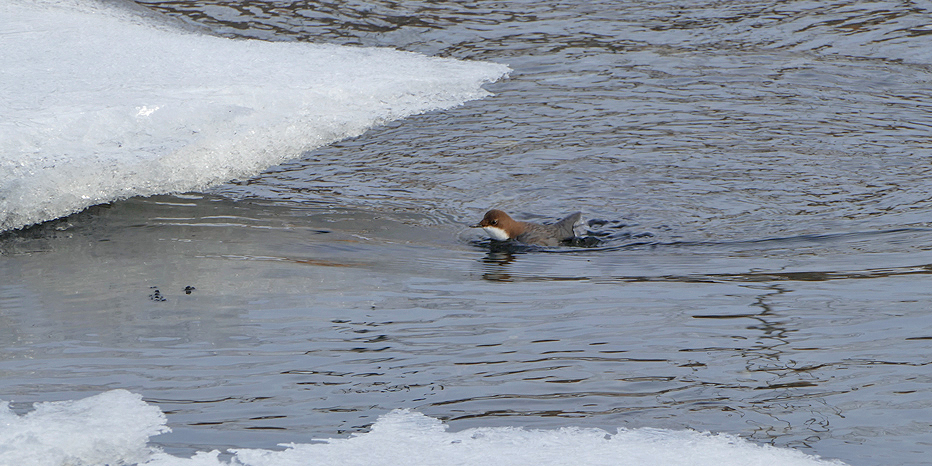 Wasseramsel