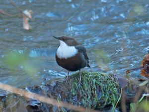 Wasseramsel