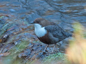 Wasseramsel