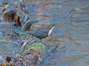 Wasseramsel